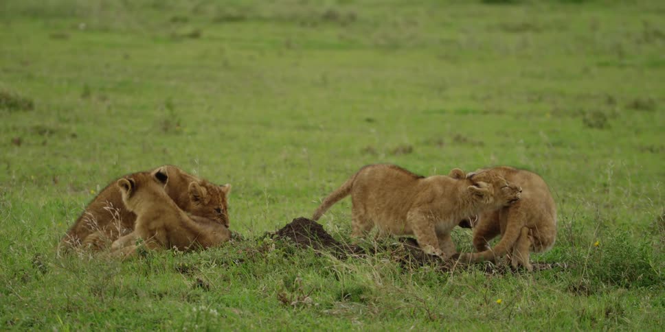 Young lion cubs play in grass