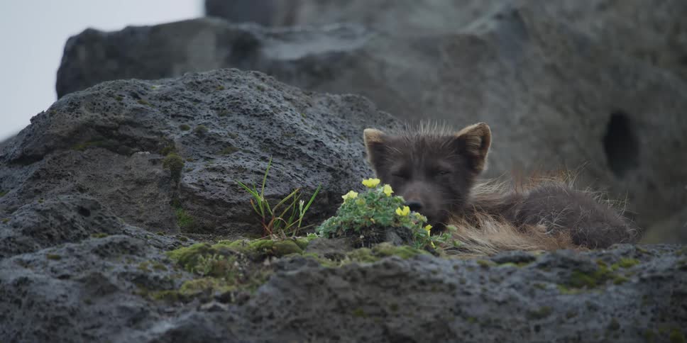An adorable young Arctic fox curls up to sleep on a mossy volcanic rock next to yellow wildflowers
