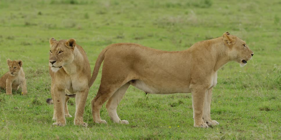 Lionesses standing in a grassy field