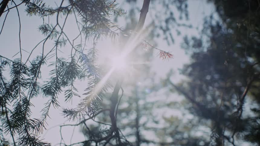 Bright sun shines through evergreen pine tree branches, creating a beautiful lens flare