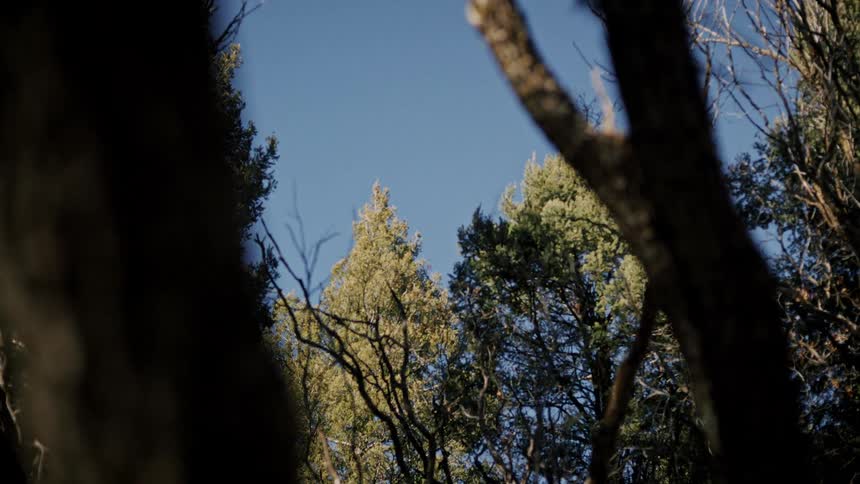 A still, low-angle shot from within a forest looking up at sunlit evergreen trees against a clear blue sky
