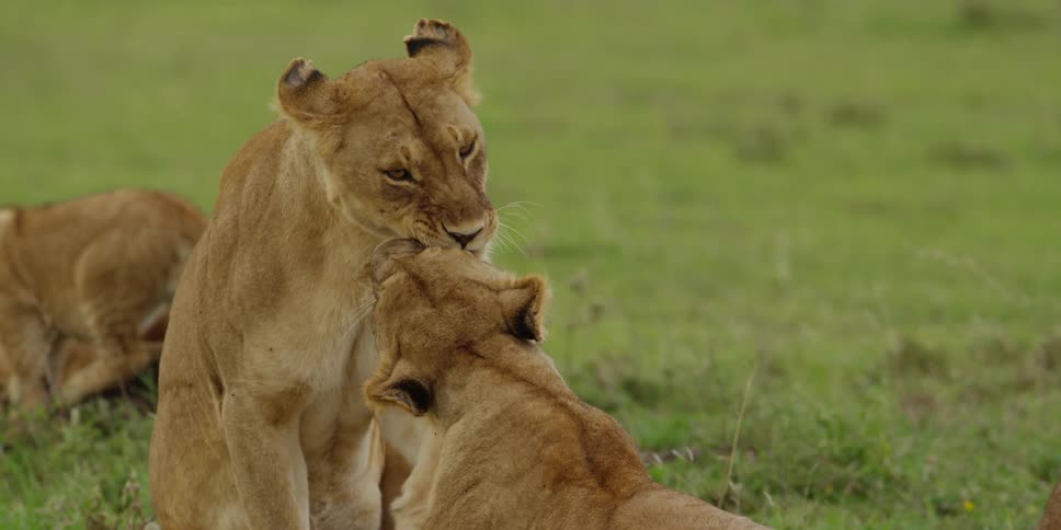 Lionesses groom each other in the savanna