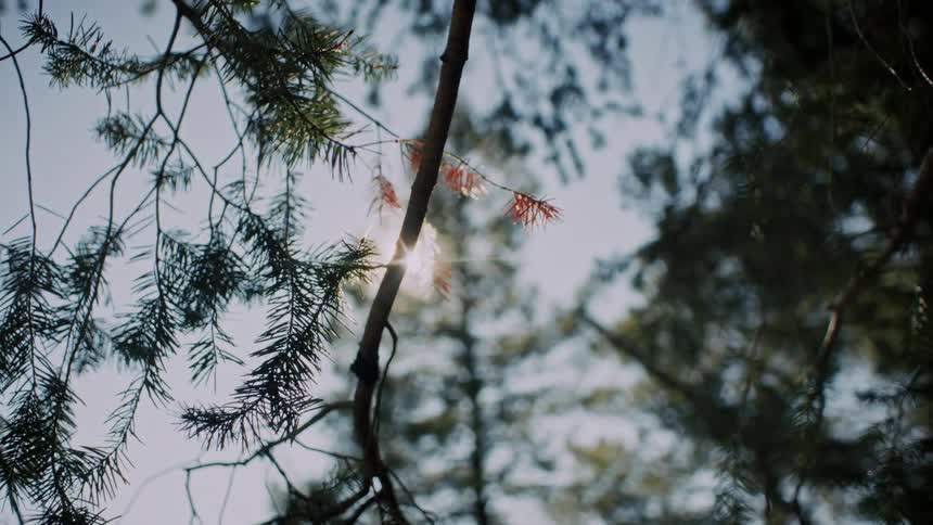 Low-angle shot of the bright sun flaring through the needles of a pine tree branch on a peaceful day