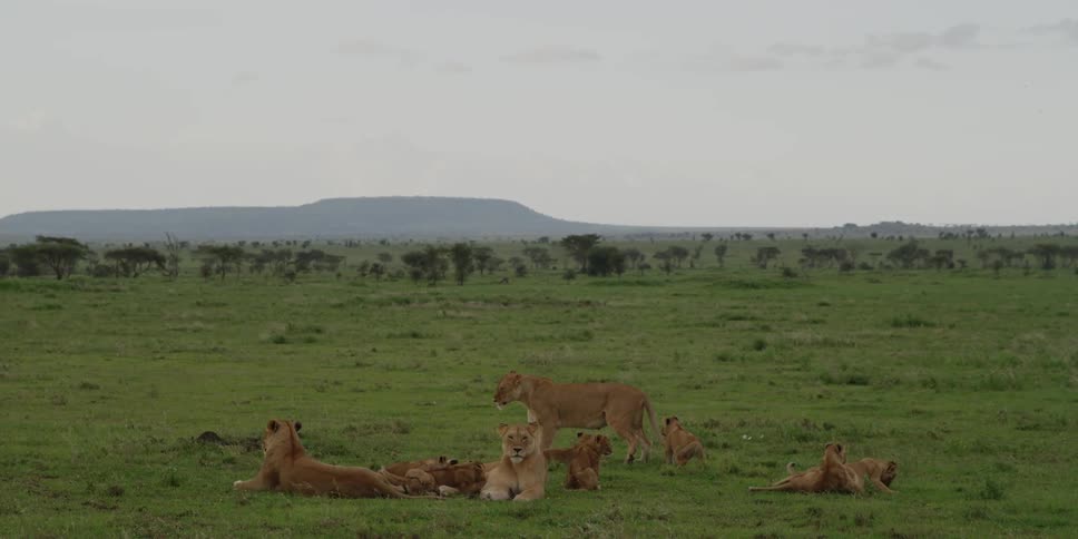 Lionesses and cubs laying in the savanna