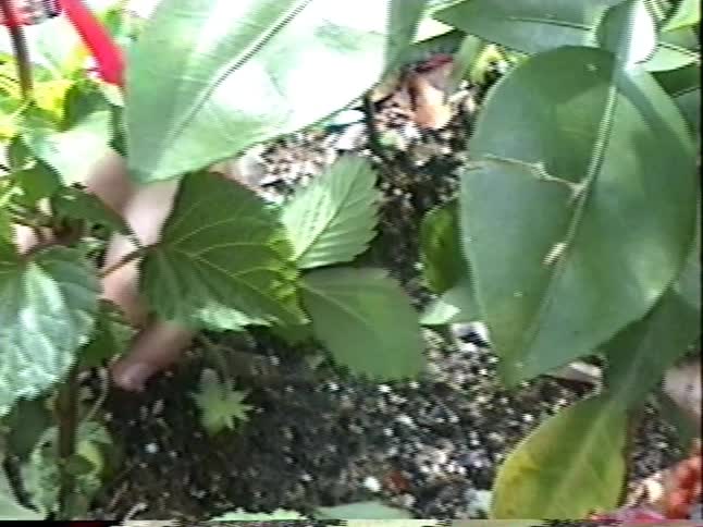 Shaky, vintage-style home video shows a close-up of a person tending to red flowers in an outdoor garden pot