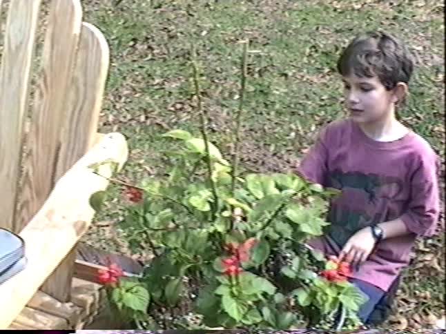 Vintage home video footage shows a young boy tending to a potted plant with red flowers and a tray of seedlings in a backyard