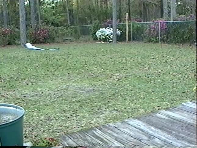 Two young brothers run through their wooded backyard trying to fly their kites on a sunny day
