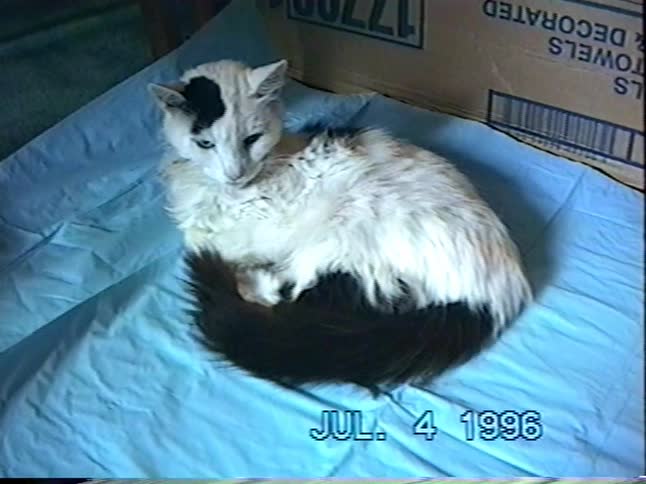 A fluffy one-eyed calico cat with long fur rests on a blue pad and is gently petted in vintage 1996 VHS home movie footage