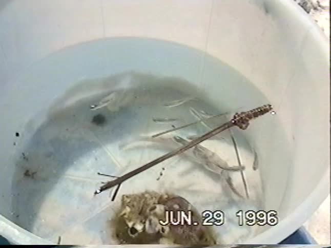 Vintage VHS footage captures a family's beach vacation in 1996, showing kids catching fish and crabs in the clear turquoise ocean