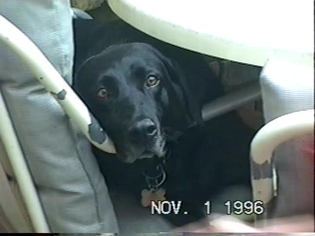 Vintage 1996 home video of two boys playing in their backyard, one practicing his golf swing and the other petting their black lab