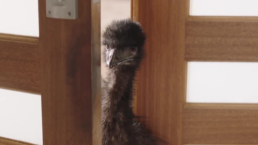 A curious emu peeks its head through the crack of a slightly open wooden door, looking around before backing away