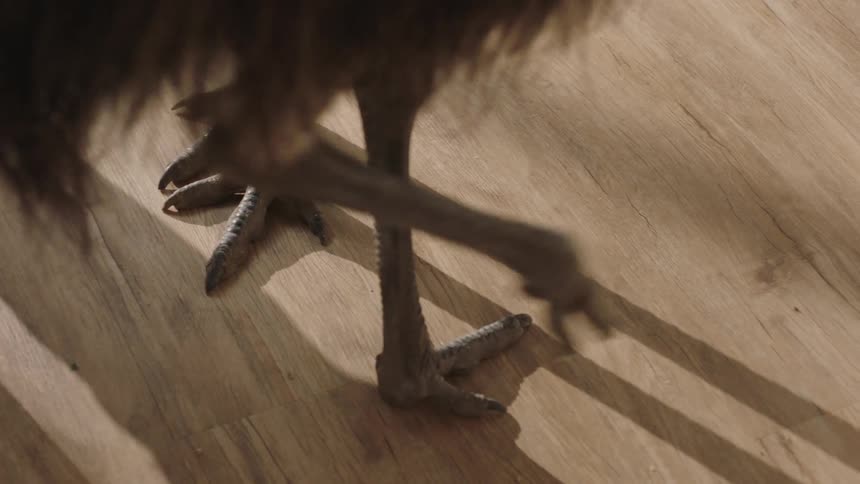 A close-up of an emu's feet and legs walking slowly across a wooden floor indoors
