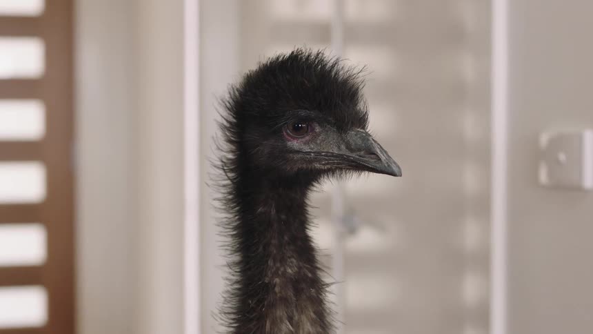 A curious emu with spiky feathers on its head looks at the camera in a close-up shot