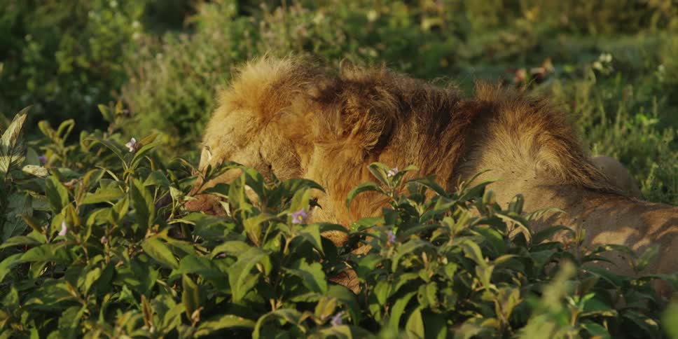 Two lions eating their kill