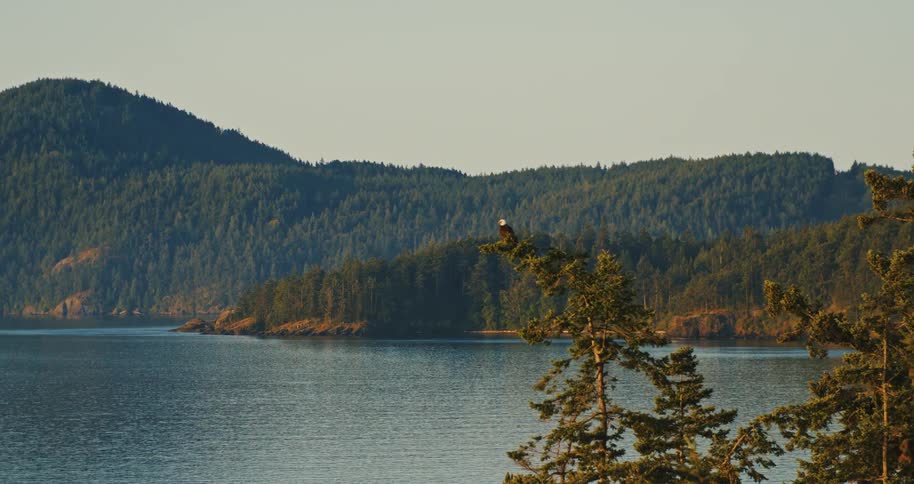 A bald eagle sits majestically on a treetop overlooking a calm sea inlet surrounded by rolling, tree-covered hills