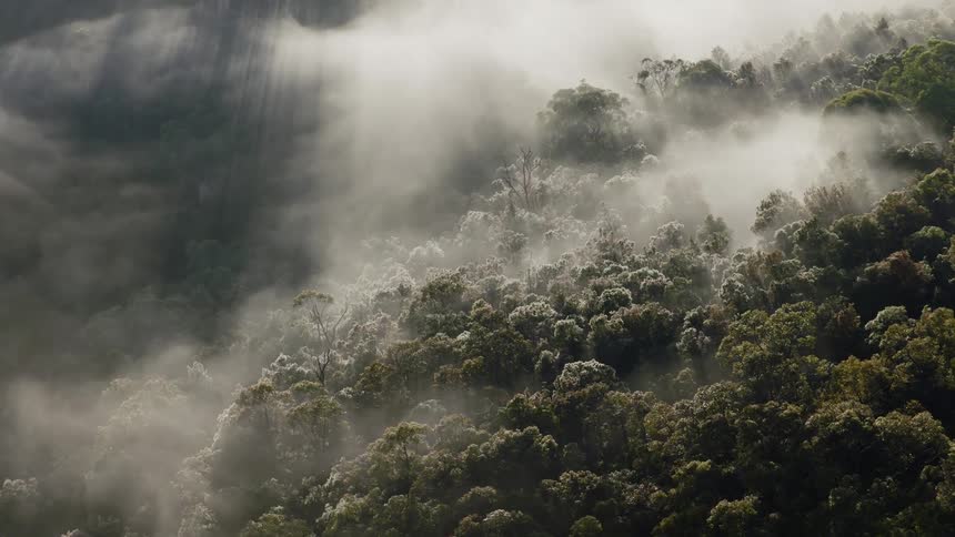 Ethereal sunbeams pierce through a thick layer of fog rolling over a lush green jungle