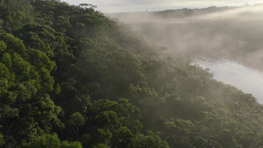 A slow aerial pullback reveals a dense, lush forest by a river, shrouded in a thick morning mist