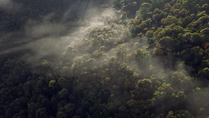 Ethereal sun rays pierce through morning fog drifting slowly over a lush green rainforest canopy