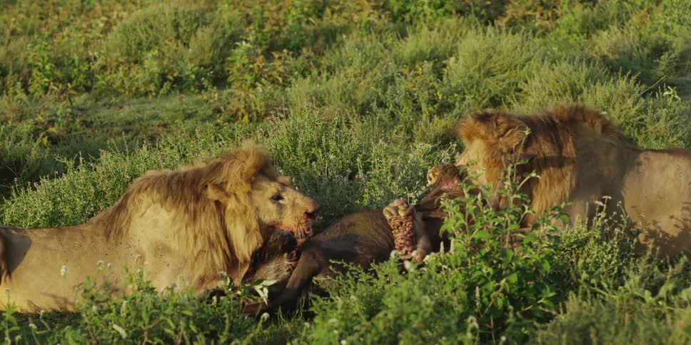 Two lions feasting on a fresh kill