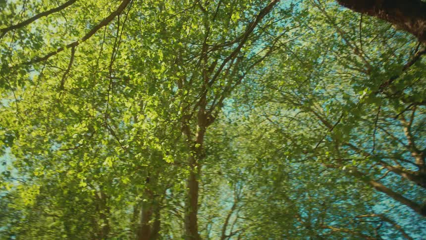 Sunlight filters through the green leaves of a tree canopy against a blue sky in slow motion