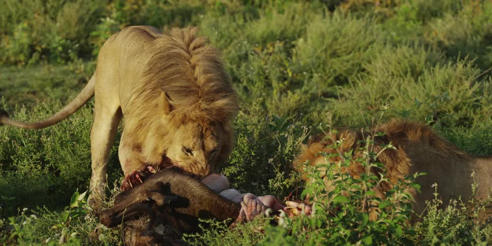 Lions eating dead prey