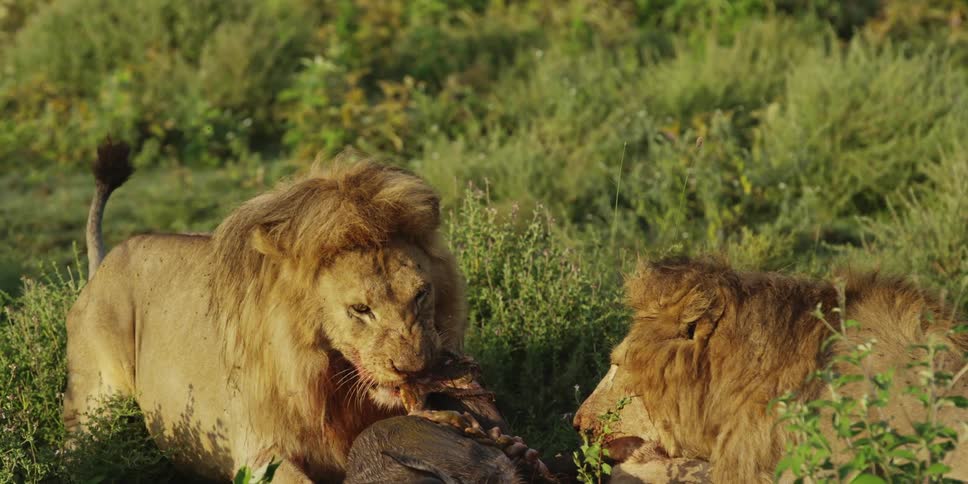 Lions rip apart prey to eat