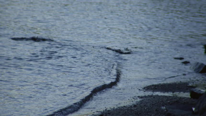 A serene, static close-up shot of calm water gently lapping against a rocky shoreline