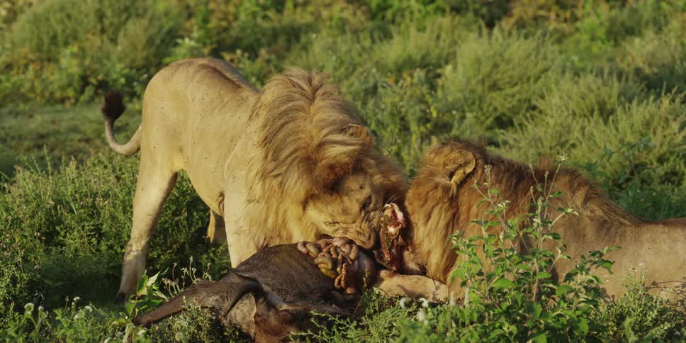 Lions eating dead prey