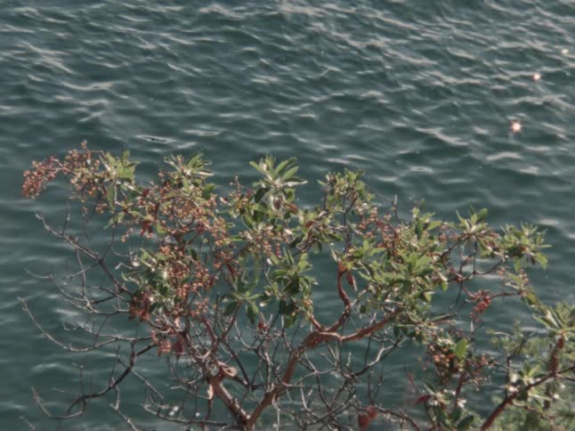 A leafy bush with small berries overlooks the sun-dappled surface of a calm body of water