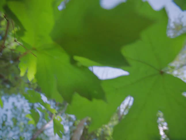 A slow, dreamy low-angle shot pans across vibrant green maple leaves against a bright blue sky with sunlight filtering through