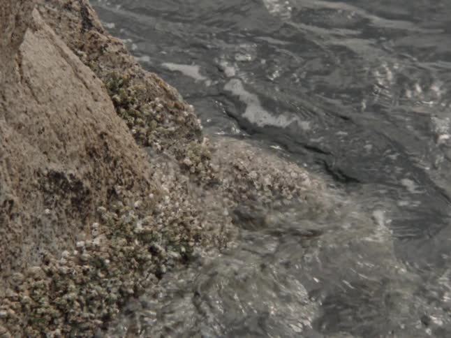 Close-up of gentle waves washing over a barnacle-covered rock at the water's edge