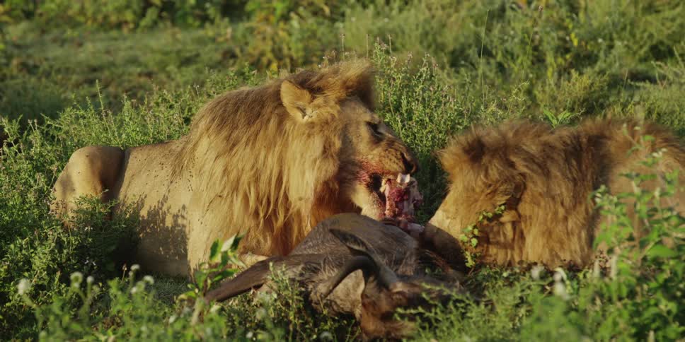 Lions eating dead prey