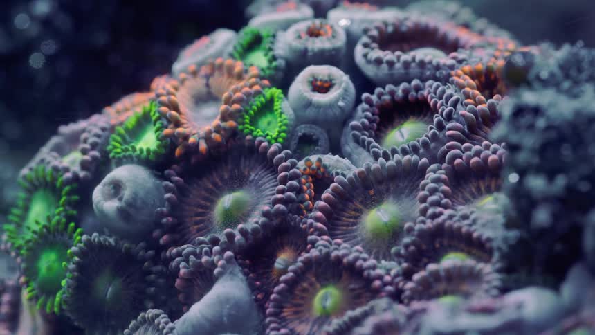 A mesmerizing macro shot captures the intricate details and vibrant colors of a living coral reef colony