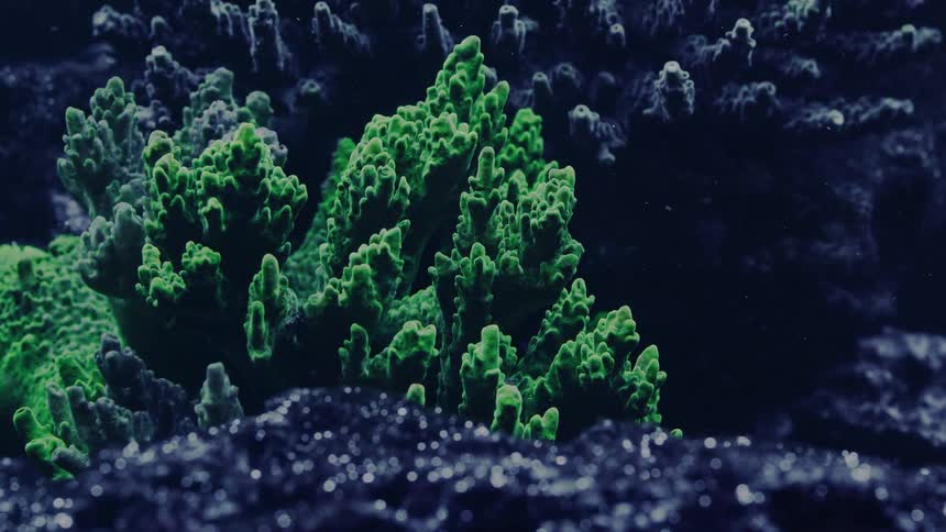 A solitary fish swims by a vibrant green coral formation in a dark, moody aquarium scene