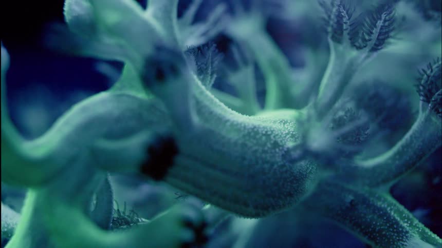 An otherworldly green plant-like organism is revealed in a slow focus pull under dark, mysterious lighting