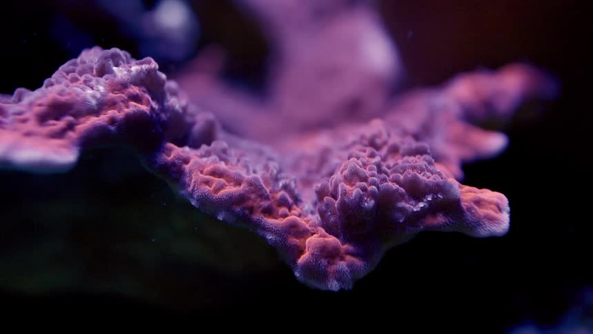 A macro close-up of a vibrant purple and pink textured coral glowing in a dark underwater environment