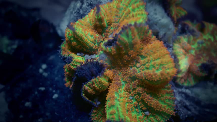 Macro shot of a vibrant, textured orange and green brain coral sitting on a rock in an aquarium