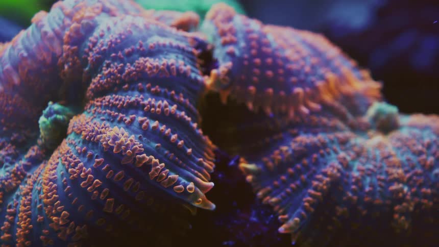 A vibrant macro view shows the bumpy, ridged texture of a colorful Acan Lord coral underwater