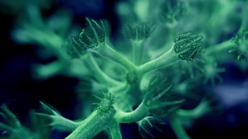 Ethereal green coral polyps gently pulse in the dark underwater depths