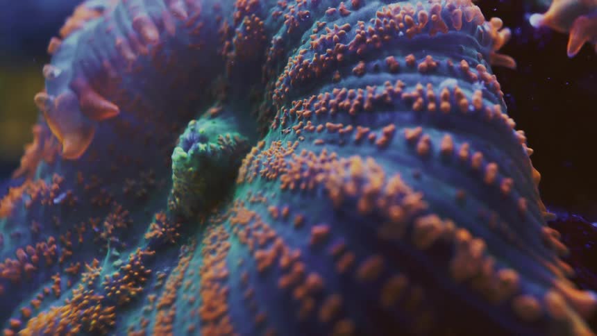 A mesmerizing macro close-up reveals the otherworldly textures and vibrant orange and blue colors of a living coral
