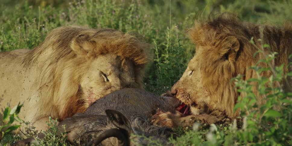 Two lions eating their kill