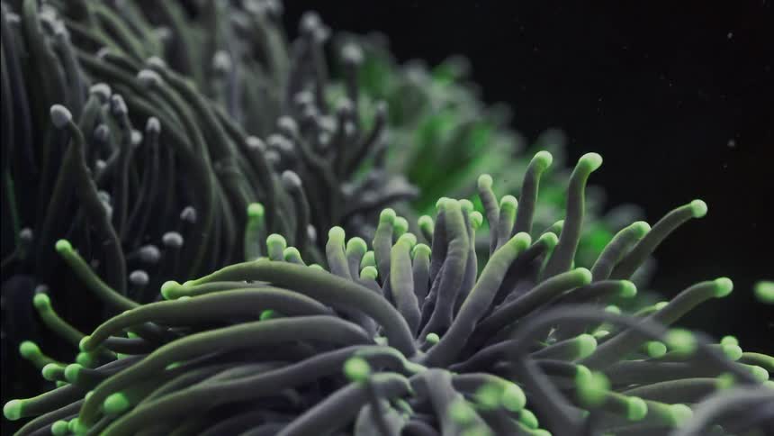A mesmerizing macro shot of a torch coral's fluorescent green tentacles swaying gently in the dark water