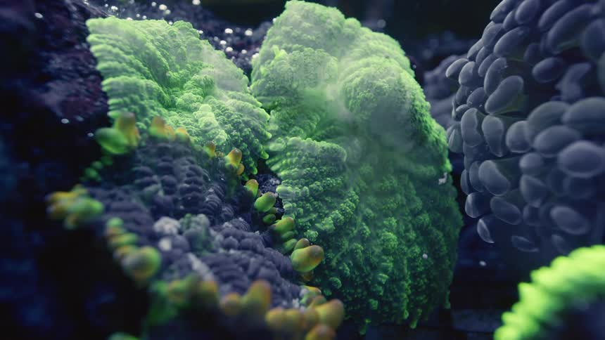 A stunning macro shot captures the intricate textures of a fluorescent green coral in an aquarium