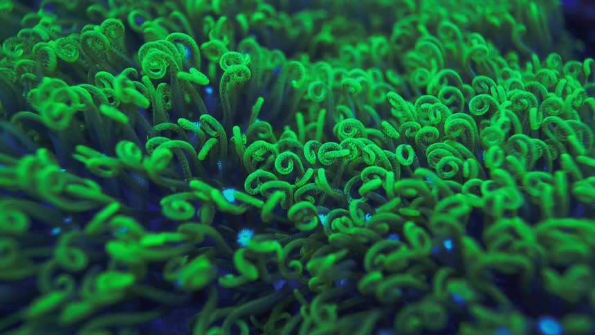 A stunning macro shot captures the vibrant, fluorescent green, curly tentacles of a beautiful underwater coral