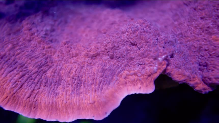 Macro close up on the vibrant pink textured surface of a plate coral fluorescing under actinic aquarium lights