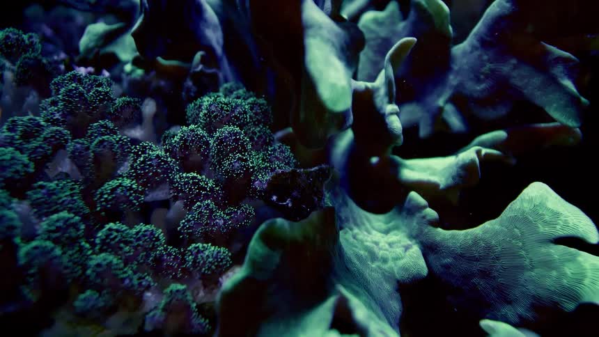A slow-moving macro shot captures the otherworldly beauty of vibrant green and purple fluorescent corals in a dark aquatic environment