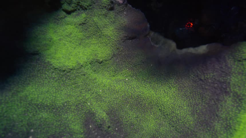 A vibrant green fluorescent coral glows brightly in the dark depths of the ocean in this slow pull-back macro shot