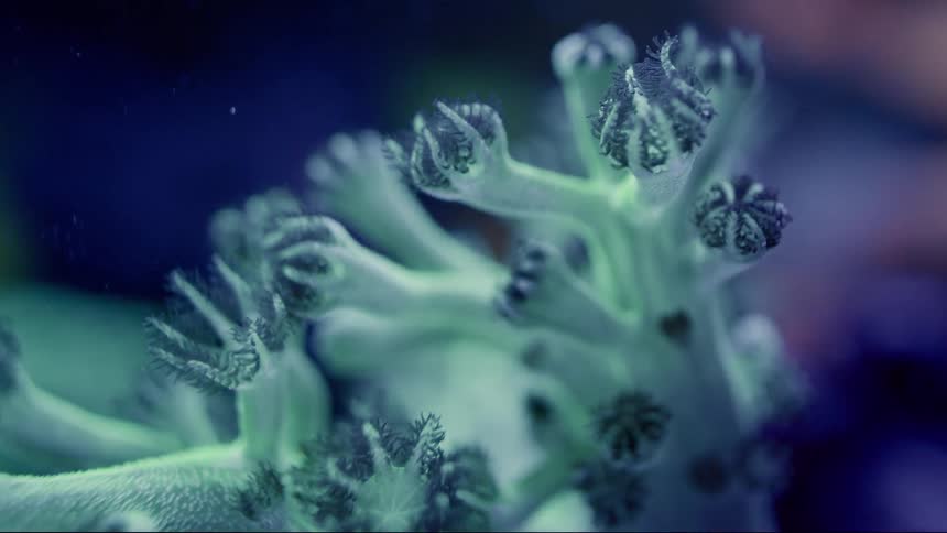 A time-lapse macro shot shows an ethereal, green coral-like creature slowly opening its polyps underwater