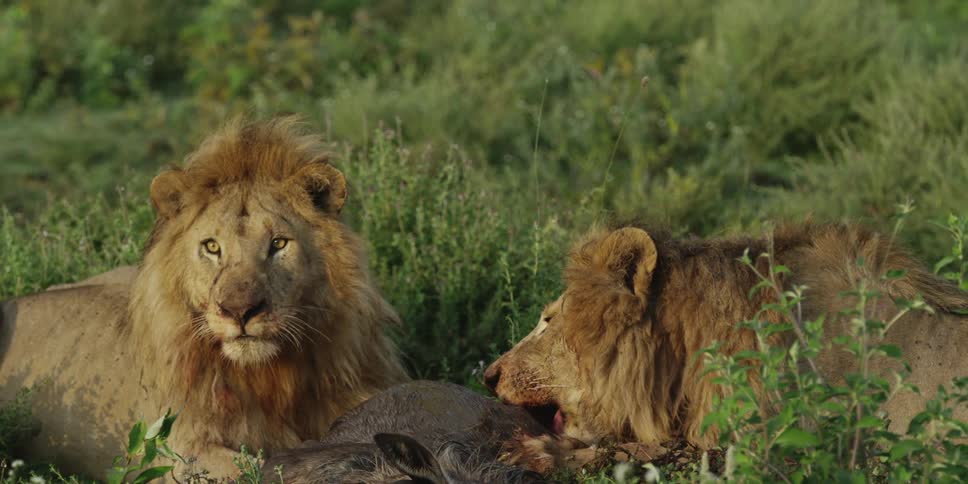 Two lions resting by their kill
