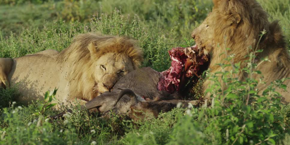 Two lions eating their kill